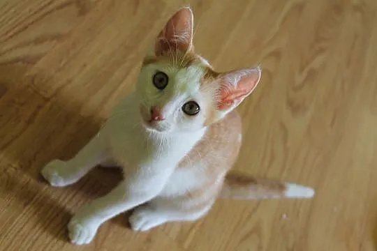 Rudzik 4 miesięczny kocurek do adopcji
