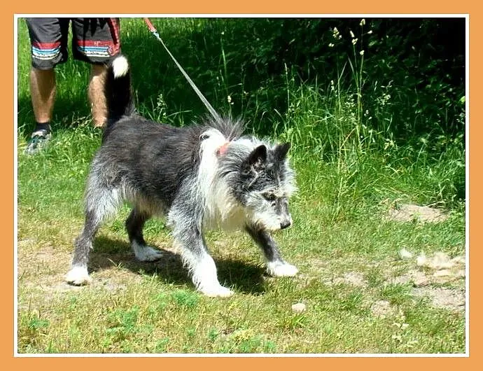 Duży 35 kg, pies SZARY, energiczny, przyjacielski,