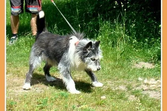Duży 35 kg, pies SZARY, energiczny, przyjacielski,