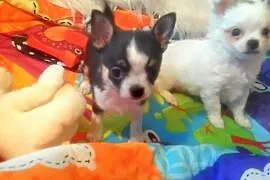 Chihuahua Najpiękniejsi Panowie Biały samczyk już , Grudziądz