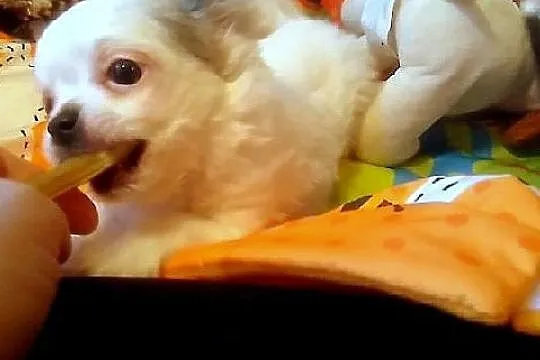 Chihuahua Najpiękniejsi Panowie Biały samczyk już , Grudziądz