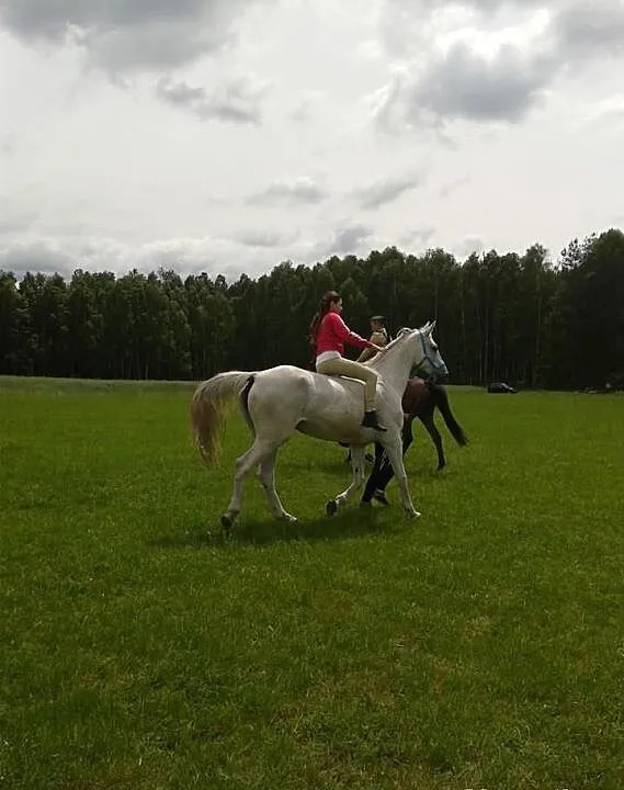 Klacz holsztyńska Effi