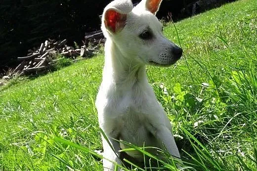 Masza uroczy szczeniak do adopcji,  mazowieckie Warszawa