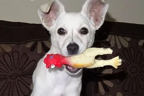 Masza uroczy szczeniak do adopcji,  mazowieckie Wa