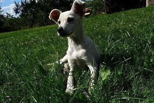 Masza uroczy szczeniak do adopcji,  mazowieckie Wa