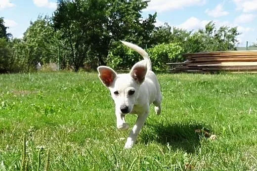Masza uroczy szczeniak do adopcji,  mazowieckie Wa