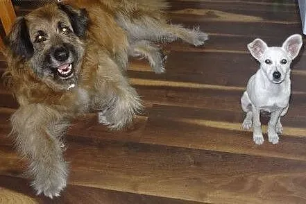Masza uroczy szczeniak do adopcji,  mazowieckie Wa