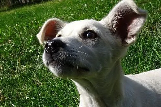 Masza uroczy szczeniak do adopcji,  mazowieckie Wa
