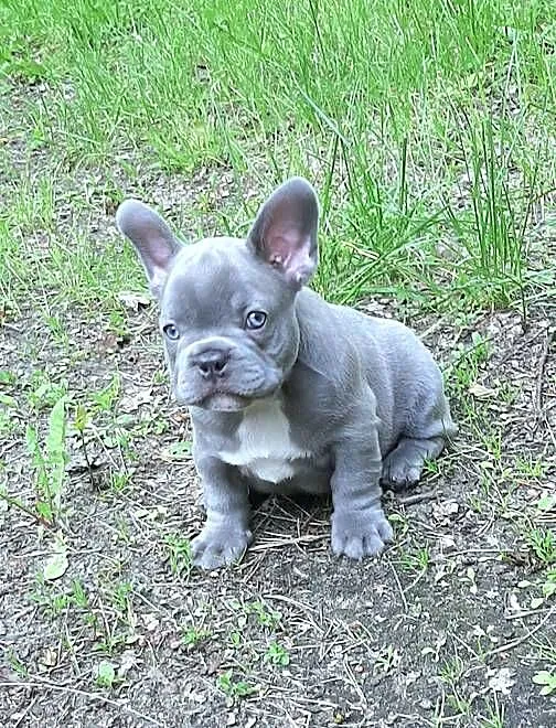 Buldog francuski pieski, Łódzkie, Pabianice
