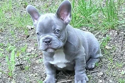 Buldog francuski pieski, Łódzkie, Pabianice