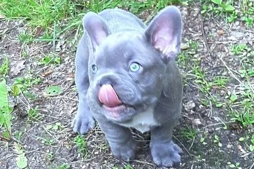 Buldog francuski pieski, Łódzkie, Pabianice