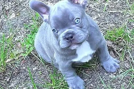 Buldog francuski pieski, Łódzkie, Pabianice