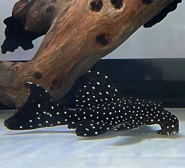 Glonojad L240 - Leporacanthicus sp. - ODŁÓW - DUŻE - WYSYŁKA, Pomorskie, Gdańsk