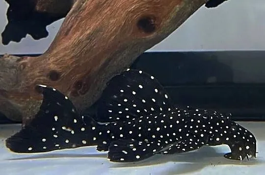 Glonojad L240 - Leporacanthicus sp. - ODŁÓW - DUŻE - WYSYŁKA, Pomorskie, Gdańsk