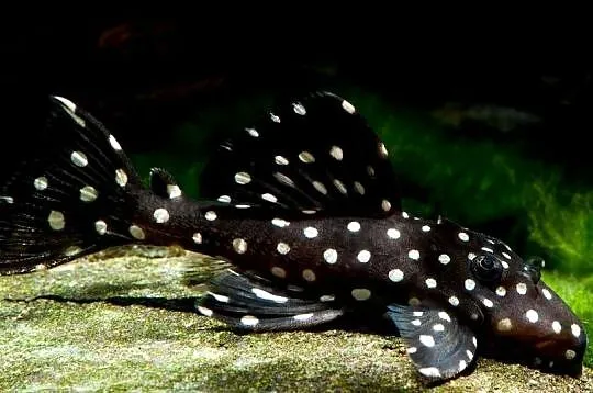 Glonojad L240 - Leporacanthicus sp. - ODŁÓW - DUŻE - WYSYŁKA, Pomorskie, Gdańsk