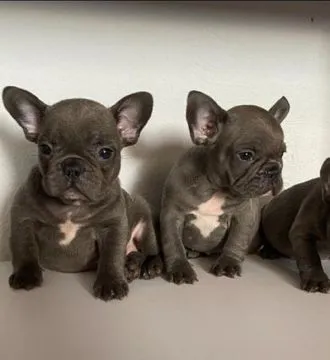 Ładny Buldog francuski szczenięta (Buldog Francuski)
