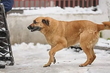 Urocza, stateczna dama szuka dobrego domku,  pomor