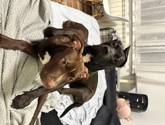American Pitbull Terrier szczenięta z rodowodem zdrowe silne brazowe i czarne, , Kraszewice