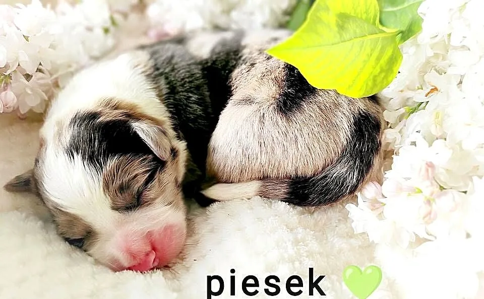 Szczenię border collie ZKwP/ FCI, Lubelskie, Lublin