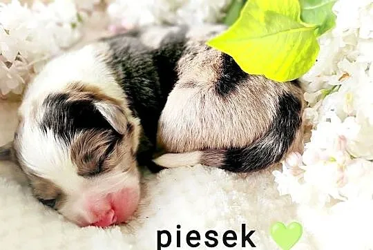 Szczenię border collie ZKwP/ FCI, Lubelskie, Lublin