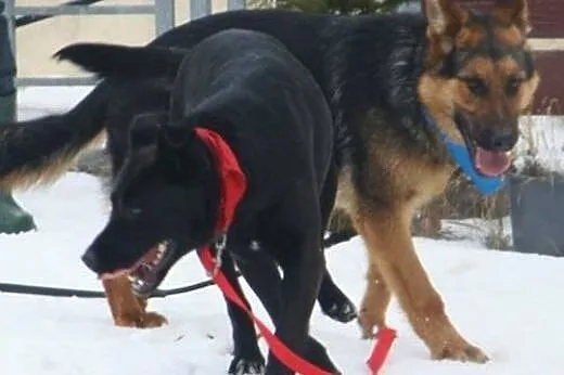 Vega, czarna labradorka szuka domu,  małopolskie K