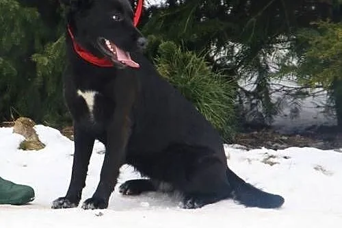 Vega, czarna labradorka szuka domu,  małopolskie K