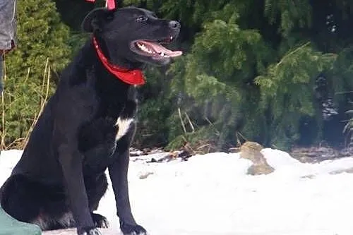 Vega, czarna labradorka szuka domu,  małopolskie K