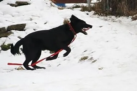 Vega, czarna labradorka szuka domu,  małopolskie K