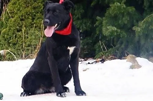 Vega, czarna labradorka szuka domu,  małopolskie K