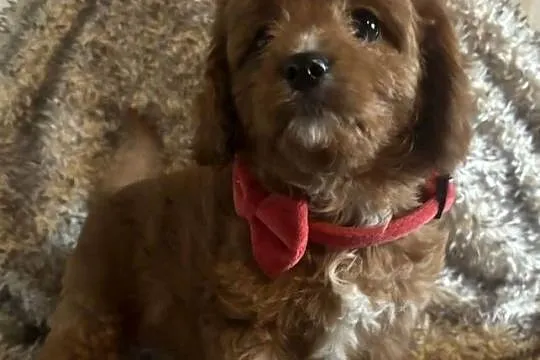 Malutkie Cavapoo szczeniaki piękne po małych rodzicach