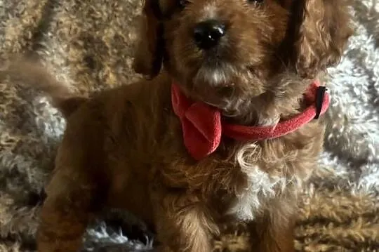 Malutkie Cavapoo szczeniaki piękne po małych rodzicach, Dolnośląskie, Bielany Wrocławskie