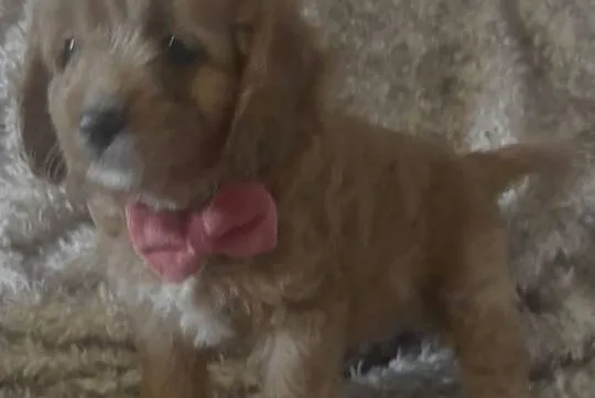 Malutkie Cavapoo szczeniaki piękne po małych rodzicach, Dolnośląskie, Bielany Wrocławskie
