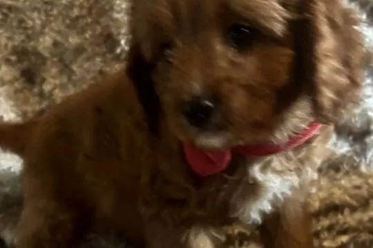 Malutkie Cavapoo szczeniaki piękne po małych rodzicach, Dolnośląskie, Bielany Wrocławskie