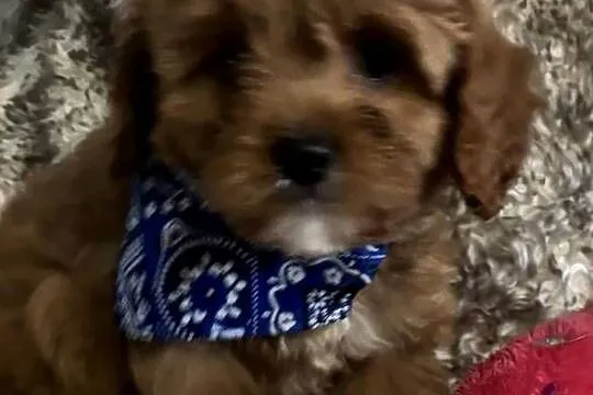 Malutkie Cavapoo szczeniaki piękne po małych rodzicach, Dolnośląskie, Bielany Wrocławskie