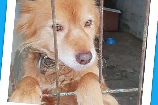 Średni,młodziutki,łagodny,przytulaśny,bystry,zaszczepiony psiak RUDI.Adopcja.