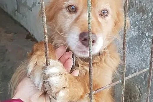 Średni,młodziutki,łagodny,przytulaśny,bystry,zaszczepiony psiak RUDI.Adopcja., Śląskie, Katowice