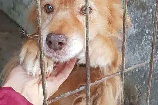 Średni,młodziutki,łagodny,przytulaśny,bystry,zaszczepiony psiak RUDI.Adopcja., Śląskie, Katowice