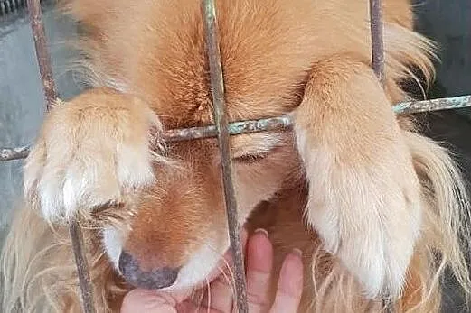 Średni,młodziutki,łagodny,przytulaśny,bystry,zaszczepiony psiak RUDI.Adopcja., Śląskie, Katowice