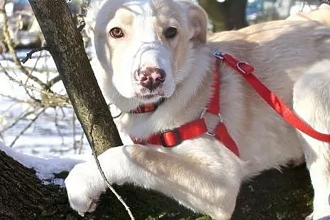 Bystry i uroczy kawaler BZIK BEZIK poleca się do a