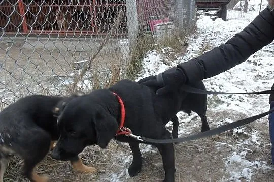 Pilnie potrzebny dom dla Kaji mix labradorki