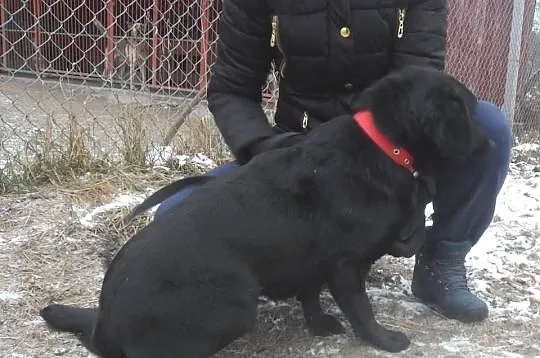 Pilnie potrzebny dom dla Kaji mix labradorki