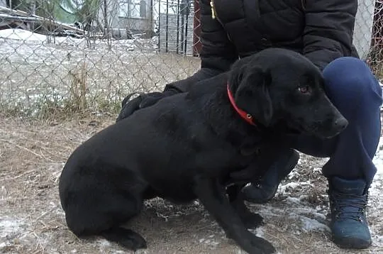 Pilnie potrzebny dom dla Kaji mix labradorki