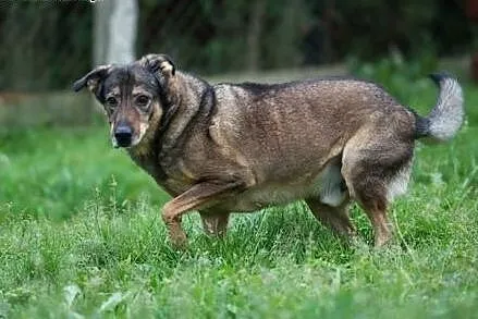 6 letni TOBI szuka domku, takiego na zawsze