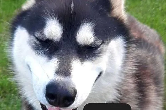 Suczka Syberian husky, Pomorskie, Reda