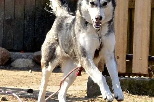 Alaska - cudna husky dziewczyna szuka rodziny :), 