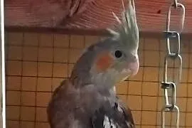 Sprzedam papuge Nimfe
