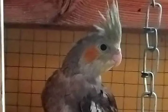 Sprzedam papuge Nimfe
