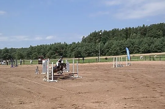 Kucka walijska, , 