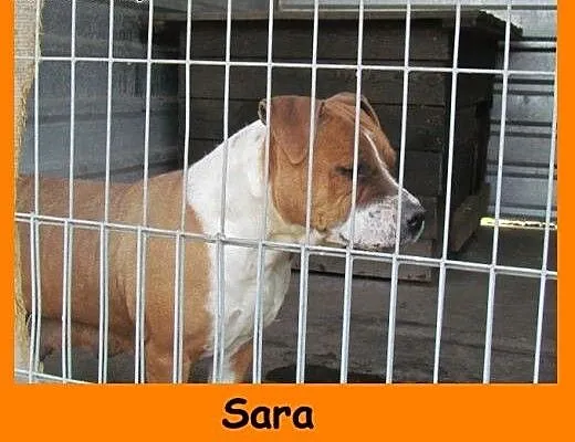 Sara - sunia w typie amstaffa , dolnośląskie Wroc