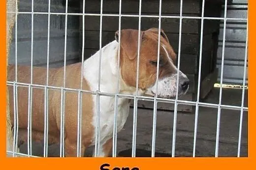 Sara - sunia w typie amstaffa ,  dolnośląskie Wroc